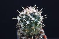 Ancistrocactus brevihamatus SB 317.jpg