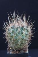 Ancistrocactus scheeri SB 460.jpg