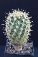 Ancistrocactus scheeri v. megarhizus SB 597.jpg