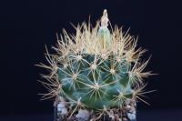 Ancistrocactus tobuschii SB 987.jpg