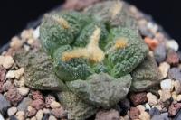 Ariocarpus fissuratus SB 413.jpg