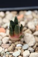 Ariocarpus fissuratus v. hintonii SB 1568.jpg