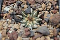 Ariocarpus kotschoubeyanus v. macdowellii SB 100.jpg