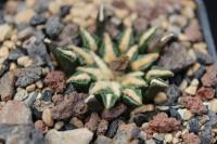 Ariocarpus kotschoubeyanus v. macdowellii SB 283.jpg