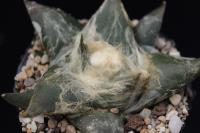 Ariocarpus retusus v. confusus SB 1426.jpg