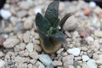 Ariocarpus trigonus SB 938.jpg