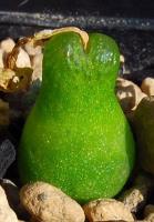 C_achabense_SB_1600_ex2_2011-09-13_1.JPG
