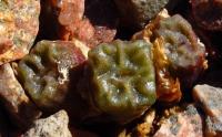 C_angelicae_ssp_tetragonum_SB_1376_2011-09-28.JPG