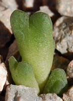 C_carpianum_SB_1029_2010-10-20.JPG