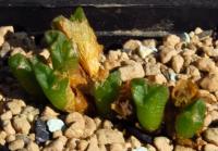 C_ectypum_ssp_sulcatum_SB_1118_2011-09-13.JPG