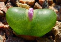 C_limpidum_SB_1198_2011-09-28.JPG