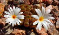 C_pellucidum_SB_1493_fleur_2011-09-28.JPG
