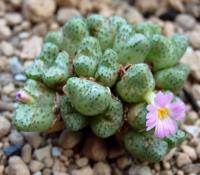 C_tantillum_ssp_eenkokerense_SB_1191_2011-09-04.JPG