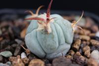 Echinocactus  horizonthalonius SB 1882.jpg