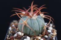 Echinocactus  horizonthalonius SB 409.jpg