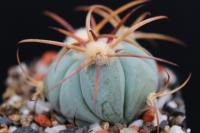 Echinocactus  horizonthalonius SB 543.jpg