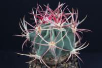 Echinocactus parryi SB 59.jpg