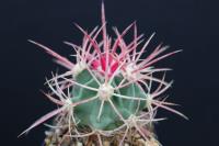 Echinocactus polycephalus ssp. xeranthemoides SB 475.jpg