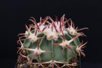 Echinocactus texensis SB 1046.jpg