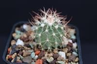 Echinocactus texensis SB 1918.jpg