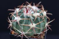 Echinocactus texensis SB 2006.jpg