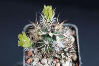 Echinocereus davisii SB 426.JPG