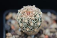 Echinomastus dasyacanthus SB 505.jpg