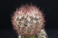 Echinomastus dasyacanthus carrizalensis SB 725.jpg