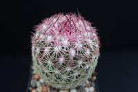 Echinomastus erectocentrus SB 462.jpg