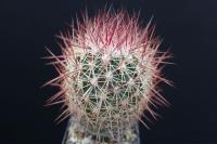 Echinomastus johnsonii SB 690.jpg