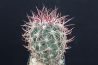 Echinomastus johnsonii v. lutescens SB 696.jpg