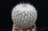 Echinomastus mariposensis SB 1391.jpg