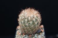 Echinomastus unguispinus v. durangensis SB 1621.jpg