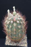 Echinomastus unguispinus v. durangensis mapimensis SB 1090.jpg