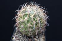 Echinomastus unguispinus v. laui SB 525.jpg