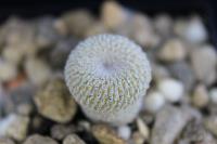 Epithelantha micromeris SB 125.jpg