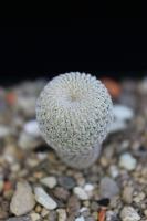 Epithelantha micromeris SB 1327.jpg