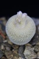 Epithelantha micromeris v. bokei SB 416.jpg