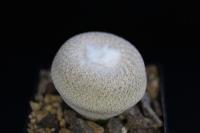 Epithelantha micromeris v. bokei SB 845.jpg