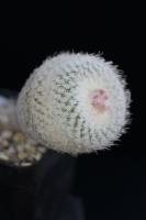 Epithelantha micromeris v. pachyrhiza SB 325.jpg