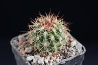 Ferocactus lindsayi SB 535.JPG