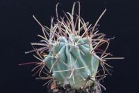 Glandulicactus uncinatus SB 1482.jpg
