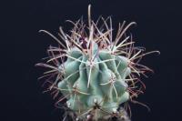 Glandulicactus uncinatus SB 252.jpg