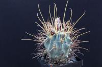 Glandulicactus wrightii SB 341.jpg