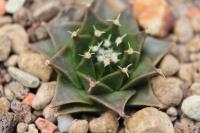 Obregonia denegrii SB 448.jpg