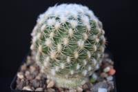 Pediocactus bradyi SB 470.jpg