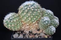 Pediocactus despainii SB 1014.jpg