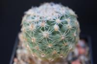 Pediocactus despainii SB 989.jpg
