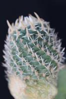 Pediocactus fickeisenii SB 1848 .jpg