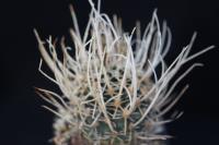 Pediocactus fickeisenii SB 468.jpg